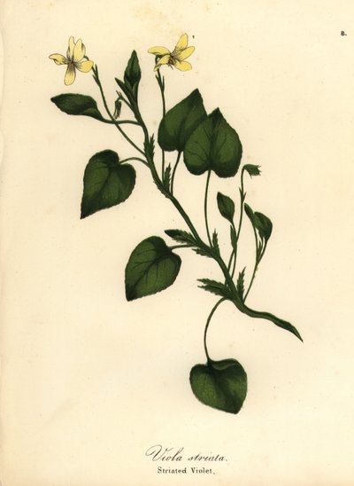 Randig gräddviol, krämig viol eller strimmig viol, Viola striata av Endicott Endicott