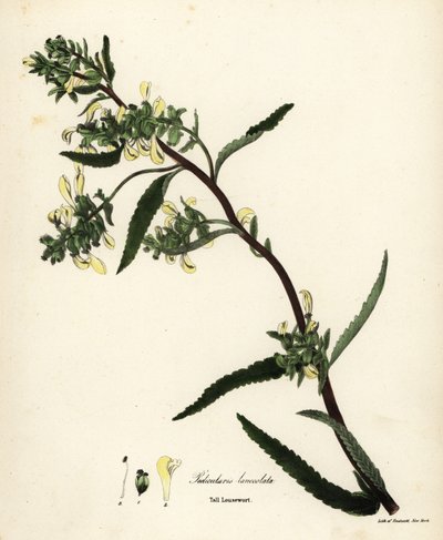 Hög lusseört eller kärrlusört, Pedicularis lanceolata av Endicott Endicott