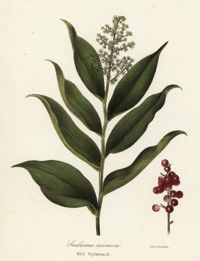 Sirapbär, Maianthemum racemosum (Vild nard, Smilacina racemosa) av Endicott Endicott