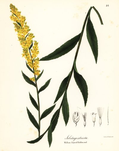 Trollstav, gullviva eller pilbladig guldstav, Solidago stricta av Endicott Endicott