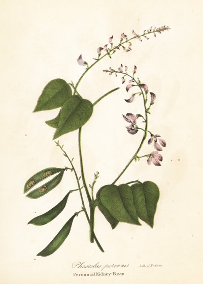 Vild kidneyböna, Phaseolus polystachios (flerårig kidneyböna, Phaseolus perennis) av Endicott Endicott