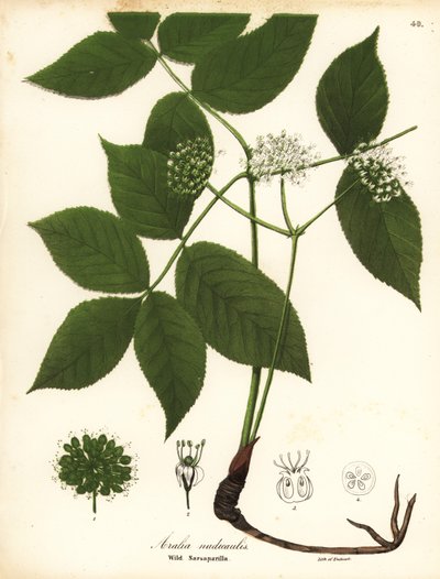 Vild sarsaparilla, Aralia nudicaulis av Endicott Endicott