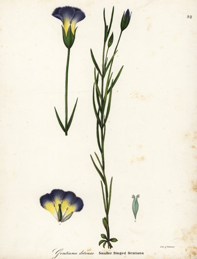 Väderkvarnsfransad gentiana, Gentianopsis detonsa (Småfransad gentiana, Gentiana detonsa) av Endicott Endicott