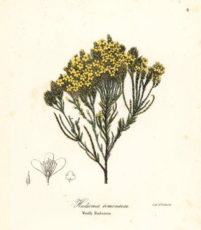 Ullstrandljung, strandljung, sandljung eller ullig hudsonia, Hudsonia tomentosa av Endicott Endicott