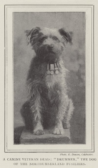 En hundveteran död, trummis, hunden från Northumberland Fusiliers av English Photographer