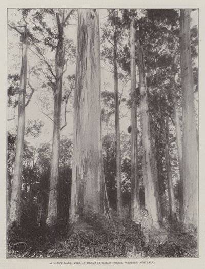 Ett jättelikt Karri-träd i Denmark Hills Forest, västra Australien av English Photographer