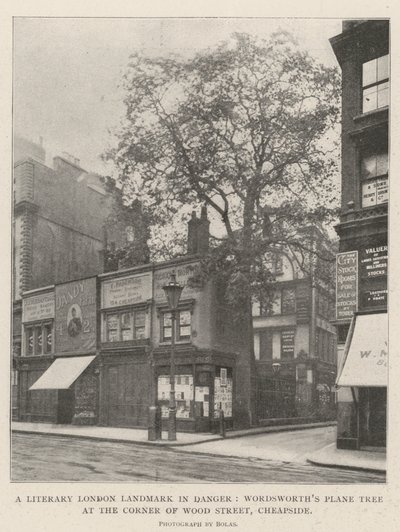 Ett litterärt landmärke i London i fara, Wordsworths platan i hörnet av Wood Street, Cheapside av English Photographer