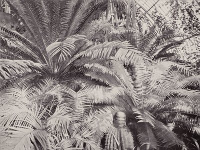 En grupp cykader i Palm House på Kew (svartvitt foto) av English Photographer