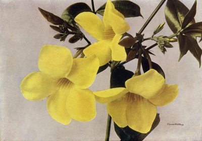 Allamanda Schottii Hendersonii (färgfoto) av English Photographer