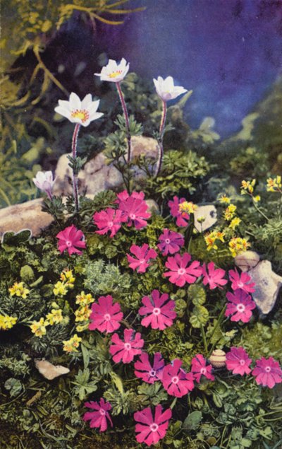 Alpina blommor: Draba Aizoides med Primula Minima (mitten) och Anemone Baldensis (baksidan) (färgfoto) av English Photographer