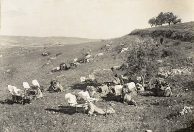 Ambulans kameler, ca 1916-19 (s/v foto) av English Photographer