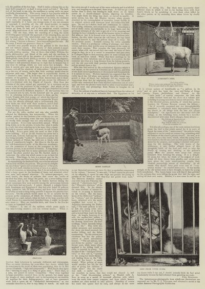 En amatörfotograf på Zoo av English Photographer