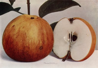 Apple, James Grieve (färgfoto) av English Photographer