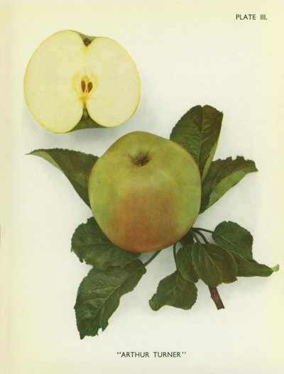 Äpplen från England: Arthur Turner (färgfoto) av English Photographer