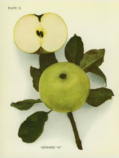 Äpplen i England: Edward VII (färgfoto) av English Photographer