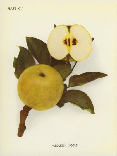 Äpplen i England: Golden Noble (färgfoto) av English Photographer