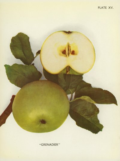 Äpplen från England: Grenadier (färgfoto) av English Photographer
