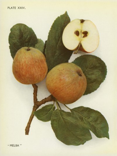 Äpplen i England: Melba (färgfoto) av English Photographer