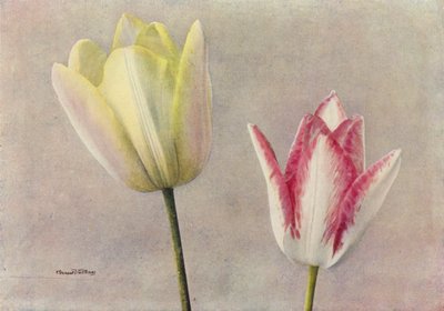 Badets skönhet och nejlikan (färgfoto) av English Photographer