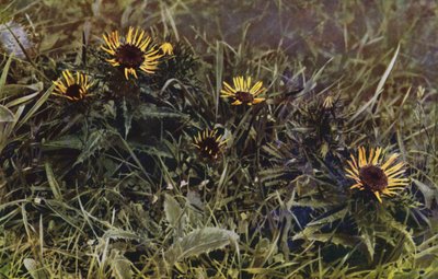 Carline Tistlar (foto) av English Photographer