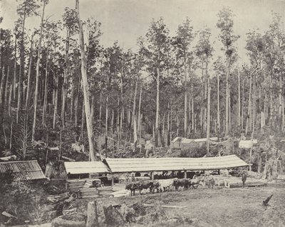 Childers sågverk, Gippsland av English Photographer