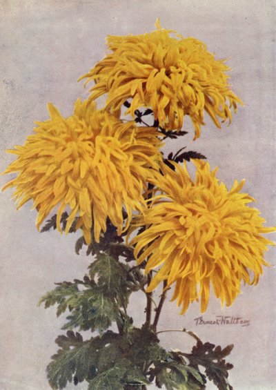 December Guld (färgfoto) av English Photographer