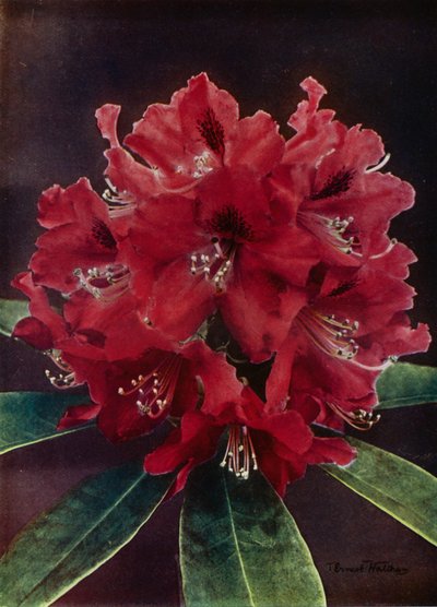 Doncaster (färgfoto) av English Photographer