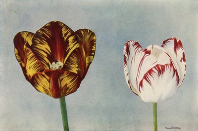 Dr Hardy och fru Collier (färgfoto) av English Photographer