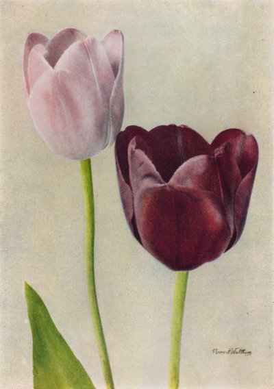 Euterpe och Frans Hals (färgfoto) av English Photographer