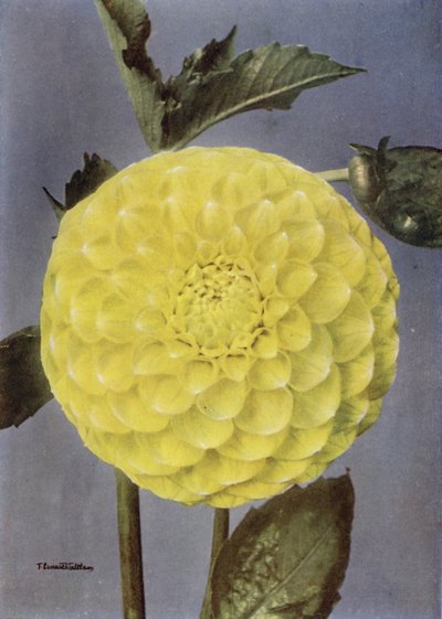 Fancy Dahlia, Mrs Saunders (färgfoto) av English Photographer