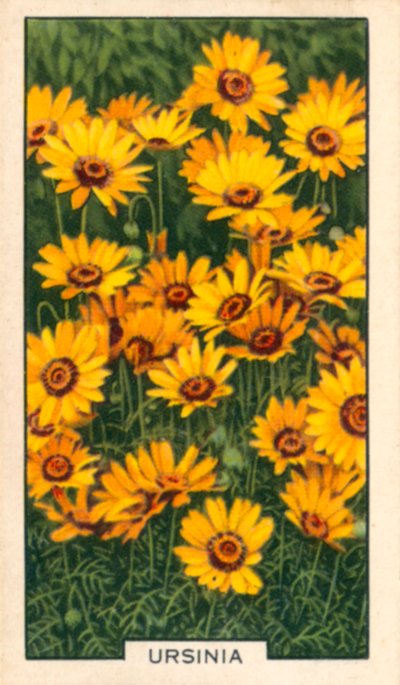 Trädgårdsblommor: Ursinia (färglagd bild) av English Photographer