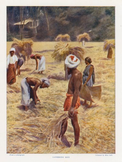 Gathering Rice (foto i färg) av English Photographer