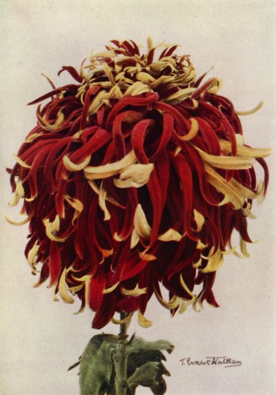 H C Till (färgfoto) av English Photographer