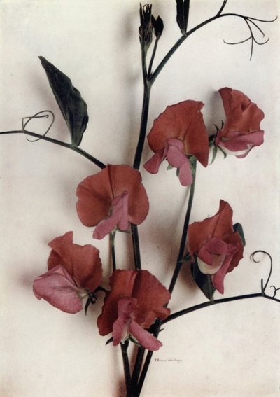 Helen Lewis (färgfoto) av English Photographer