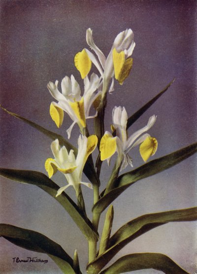 I Bucharica, en typisk Juno Iris (färgfoto) av English Photographer