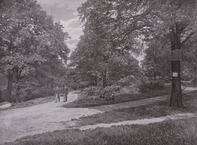 I Queens Wood, Highgate av English Photographer