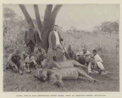 Lions, som hade förstört åtta åsnor, sköt på Sebungu-Poort, Bulawayo av English Photographer