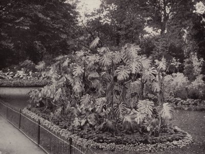 Monstera Deliciosa i Battersea Park (svartvitt foto) av English Photographer