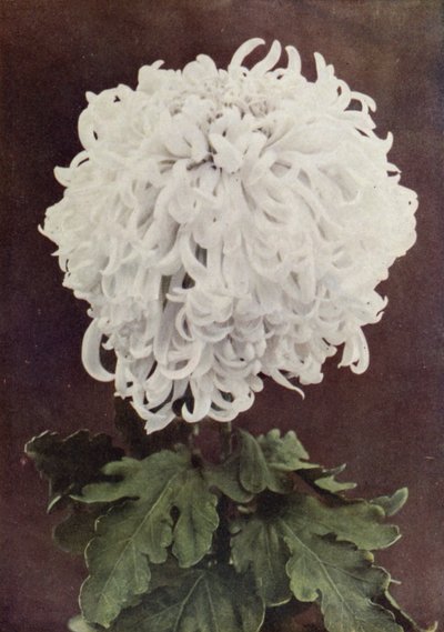 Mrs Gilbert Drabble (färgfoto) av English Photographer