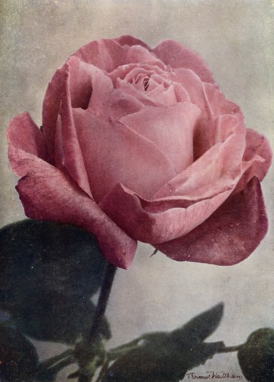 Mrs John Laing (HP) (färgfoto) av English Photographer