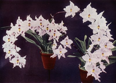 Odontoglossum Crispum (färgfoto) av English Photographer