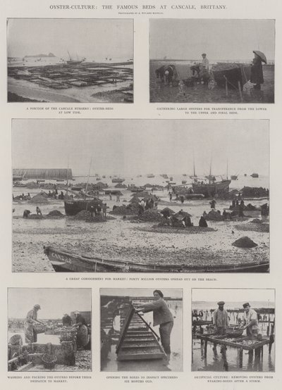 Oyster-Culture, de berömda sängarna i Cancale, Bretagne av English Photographer
