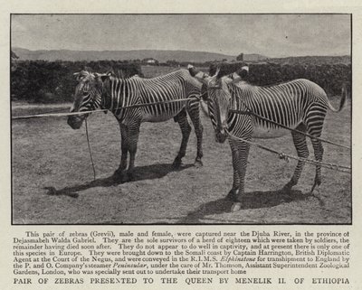 Ett zebror som presenterades för drottningen av Menelik II av Etiopien av English Photographer