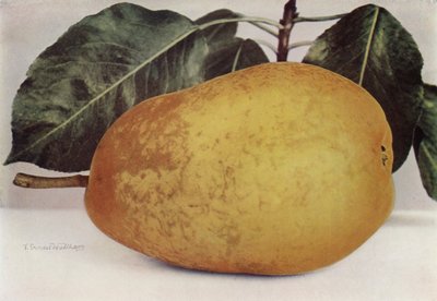 Päron, Pitmaston Duchess (färgfoto) av English Photographer