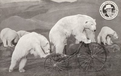 Isbjörn på trehjuling, Carl Hagenbecks Wonder Zoo and Big Circus, Olympia, London (s/v foto) av English Photographer