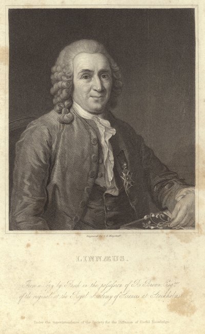 Porträtt av Carl Linné av English Photographer