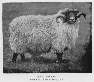 Rough Fell Ram, första pris, Kendal Show av English Photographer