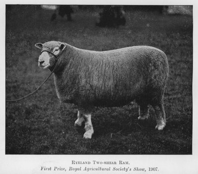 Ryeland tvåklippta ram, första pris, Royal Agricultural Society