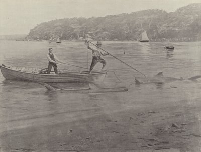 Shark Fishing, Chowder Bay av English Photographer