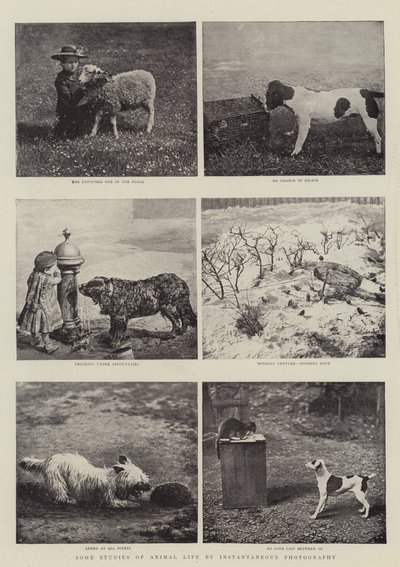 Några studier av djurlivet genom momentan fotografering av English Photographer